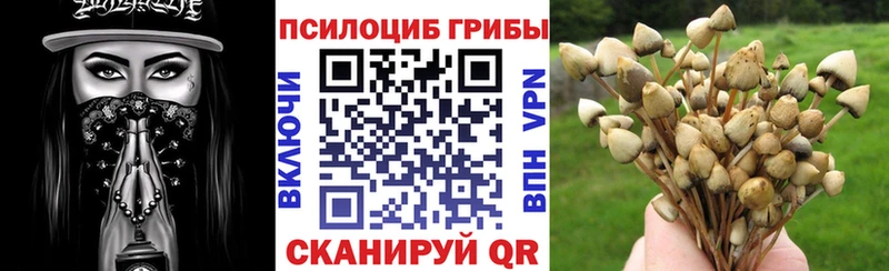 Псилоцибиновые грибы Psilocybe  купить  сайты  Алексин 