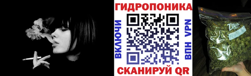 Конопля гибрид  Алексин 